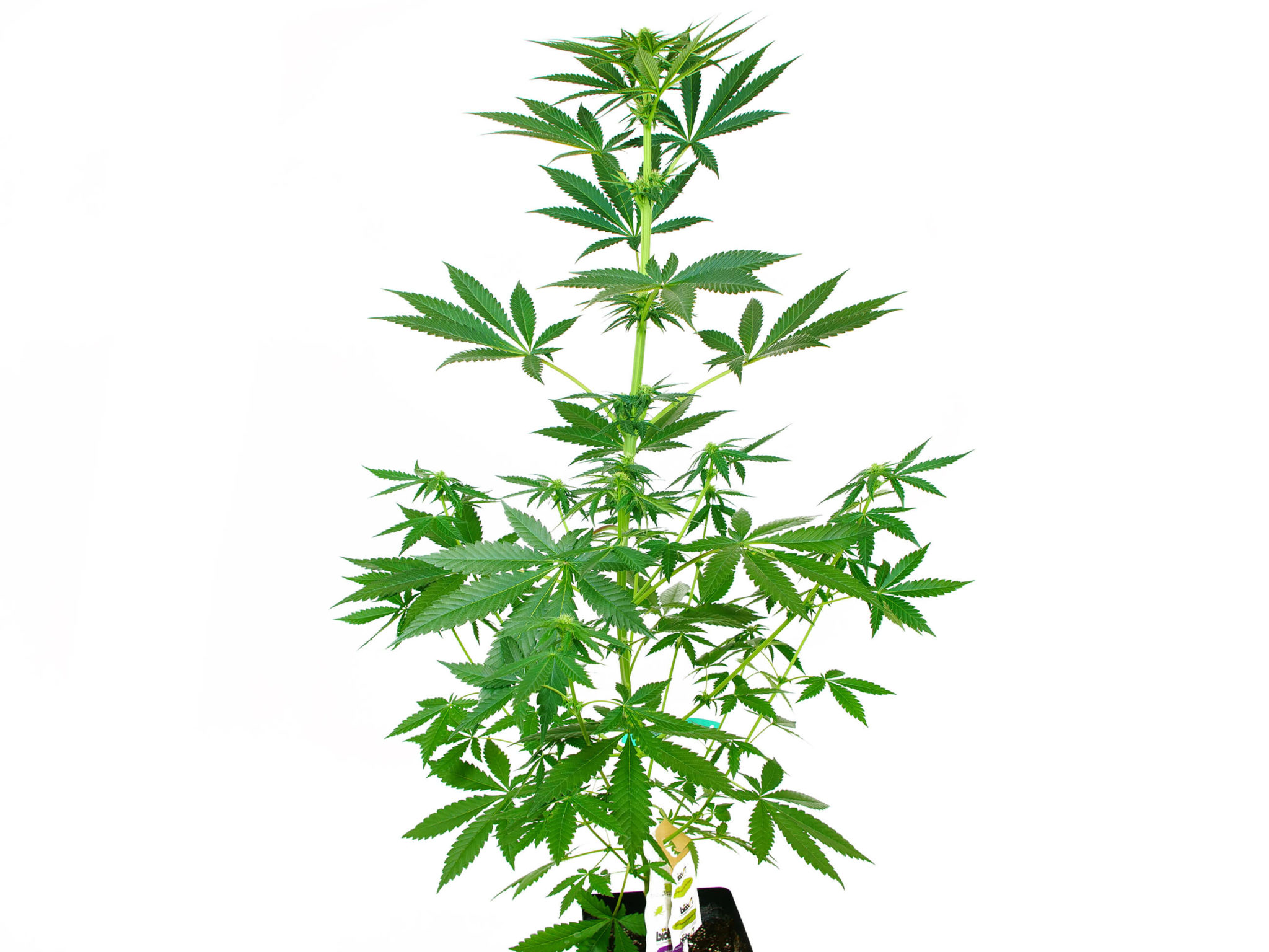 Skunk Dream CBD Feminized Grow Report (Indoor) - Sensi Seeds