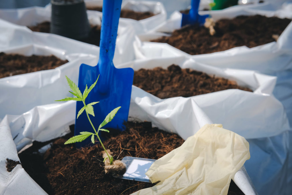 Growing cannabis outdoors: pots or open soil? - Sensi Seeds