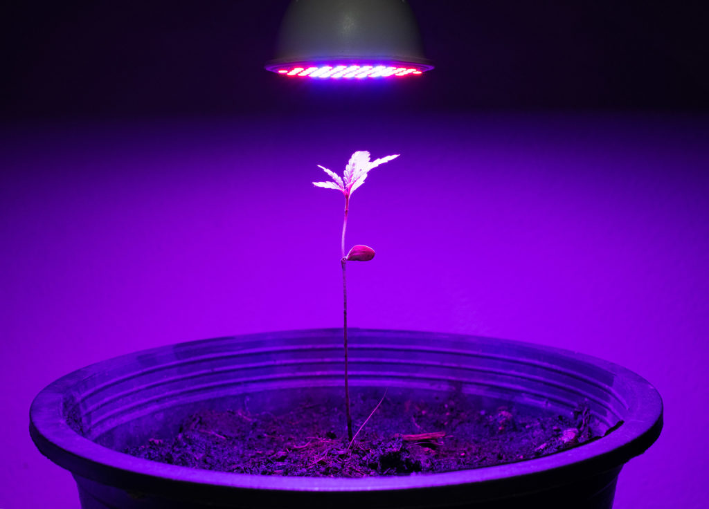 Best artificial deals light for plants