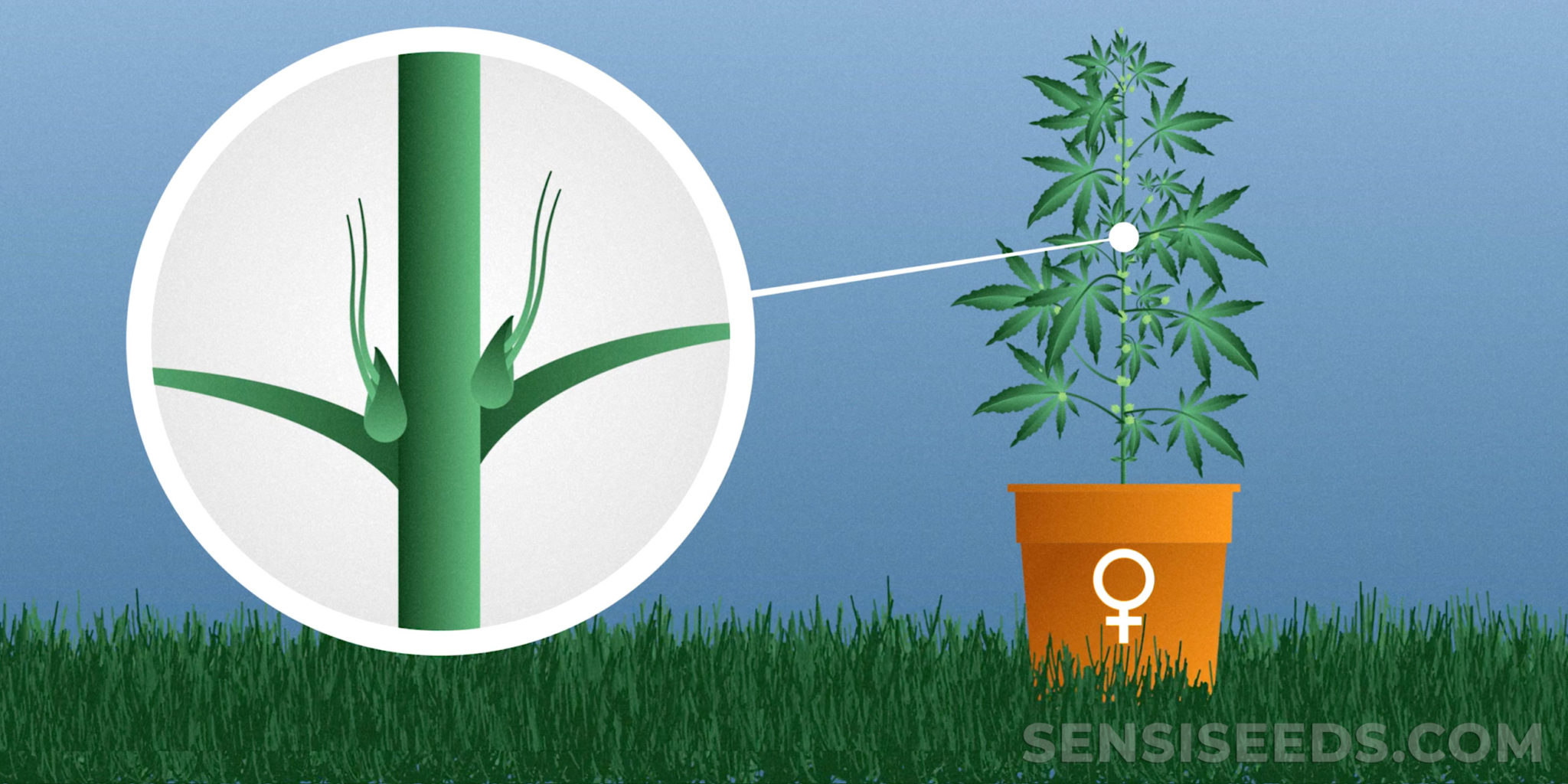 How To Tell The Sex Of Your Cannabis Plants - Sensi Seeds