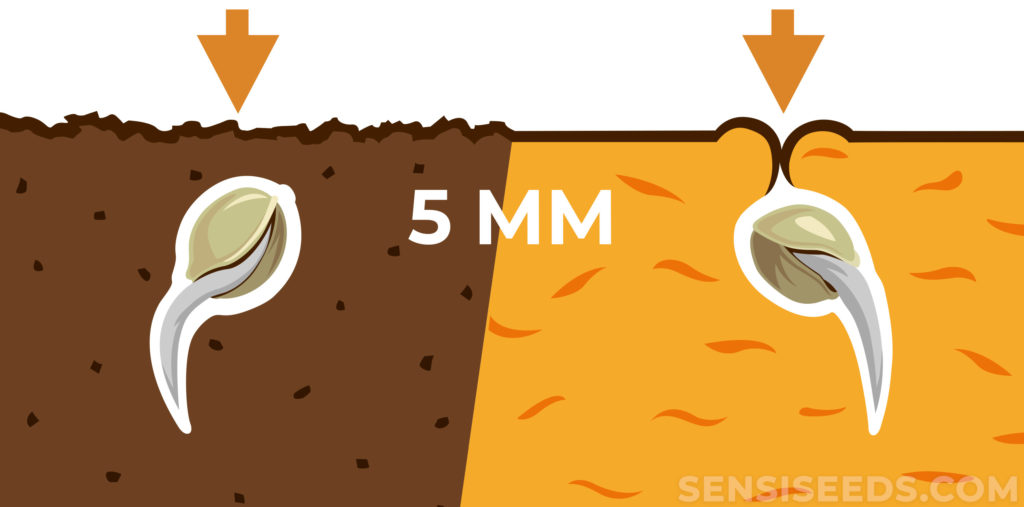 Como escoger y germinar semillas de marihuana, según Subcool- Alchimia Grow  Shop