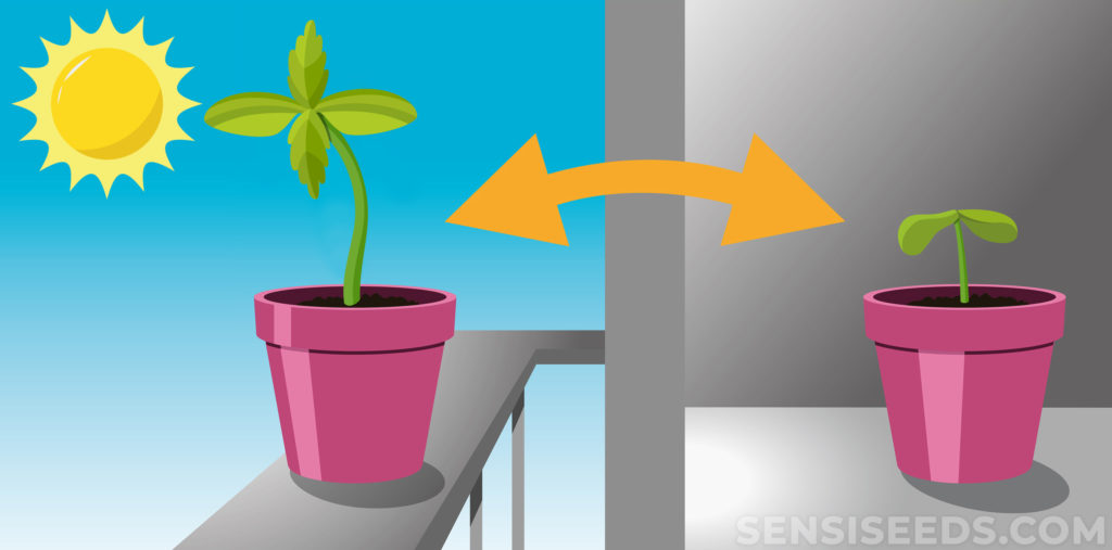 Qué maceta elegir para la germinación de semillas - GrowBlog Tecnocultivo