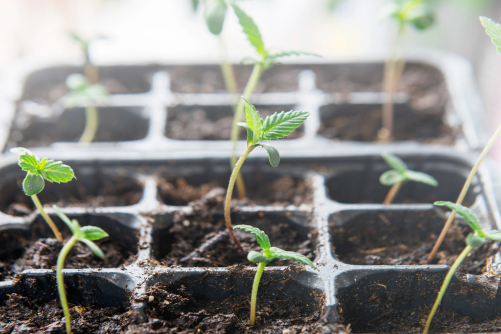 Growing cannabis outdoors: pots or open soil? - Sensi Seeds