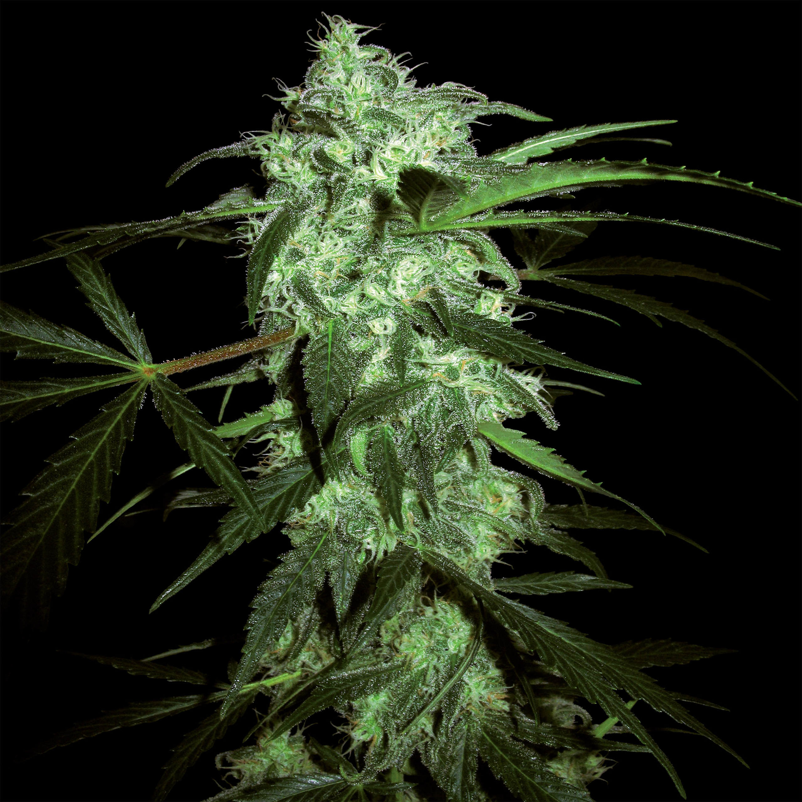 Shiva Shanti II Cannabisblume vor dem schwarzen Hintergrund