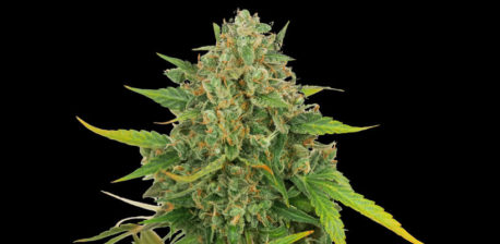 OG Kush Automatic cannabis flower against the black background