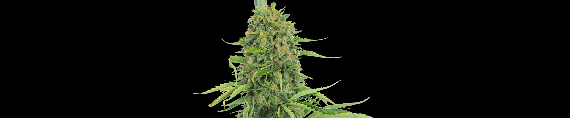 Skunk Dream CBD Feminisé Bud de cannabis sur le fond noir