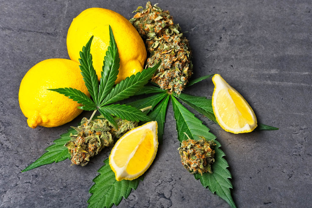 Hojas de cannabis, limones y flores de cannabis secas en una superficie gris