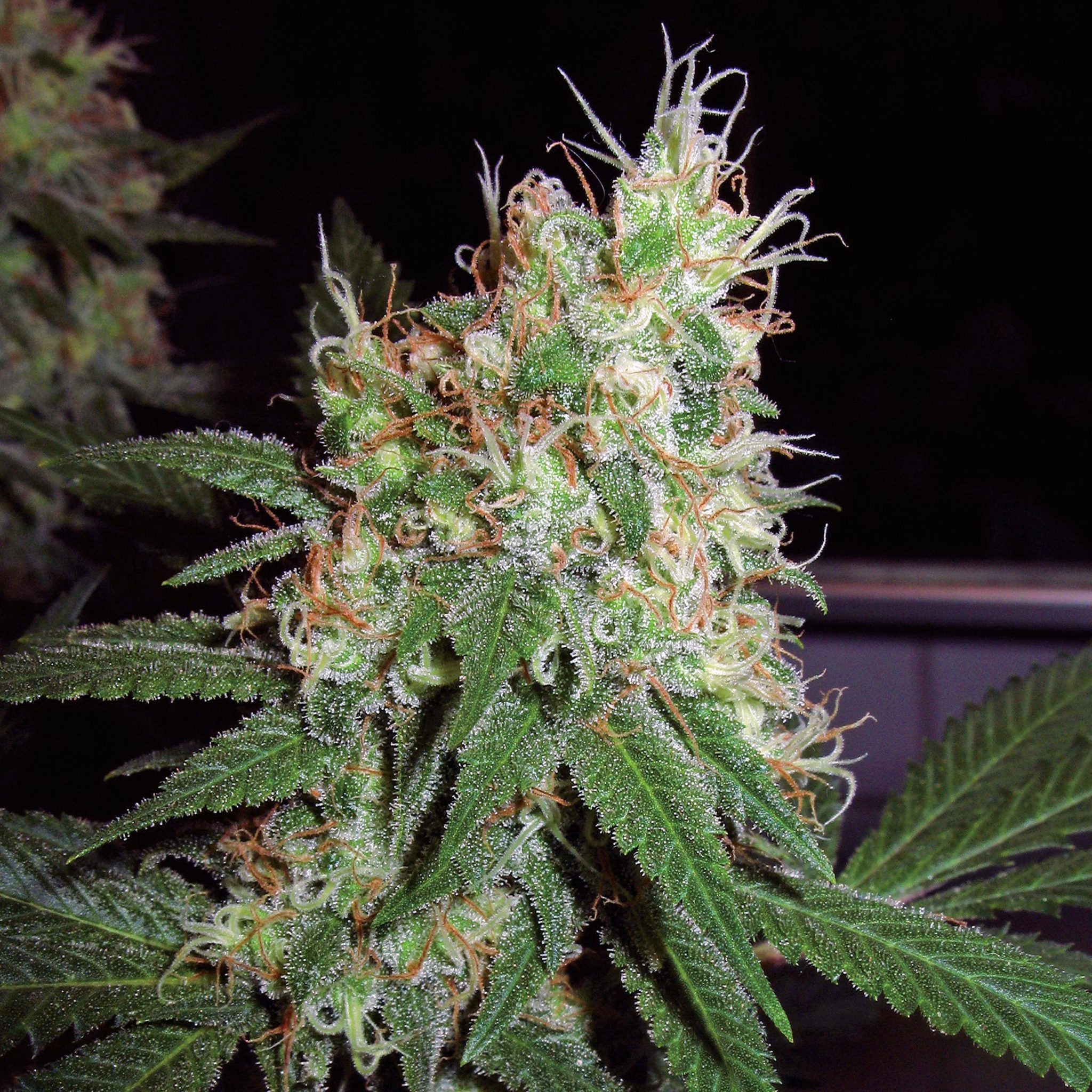 7 Skunky Strains - High in Myrcene and Pinene - Sensi Seeds