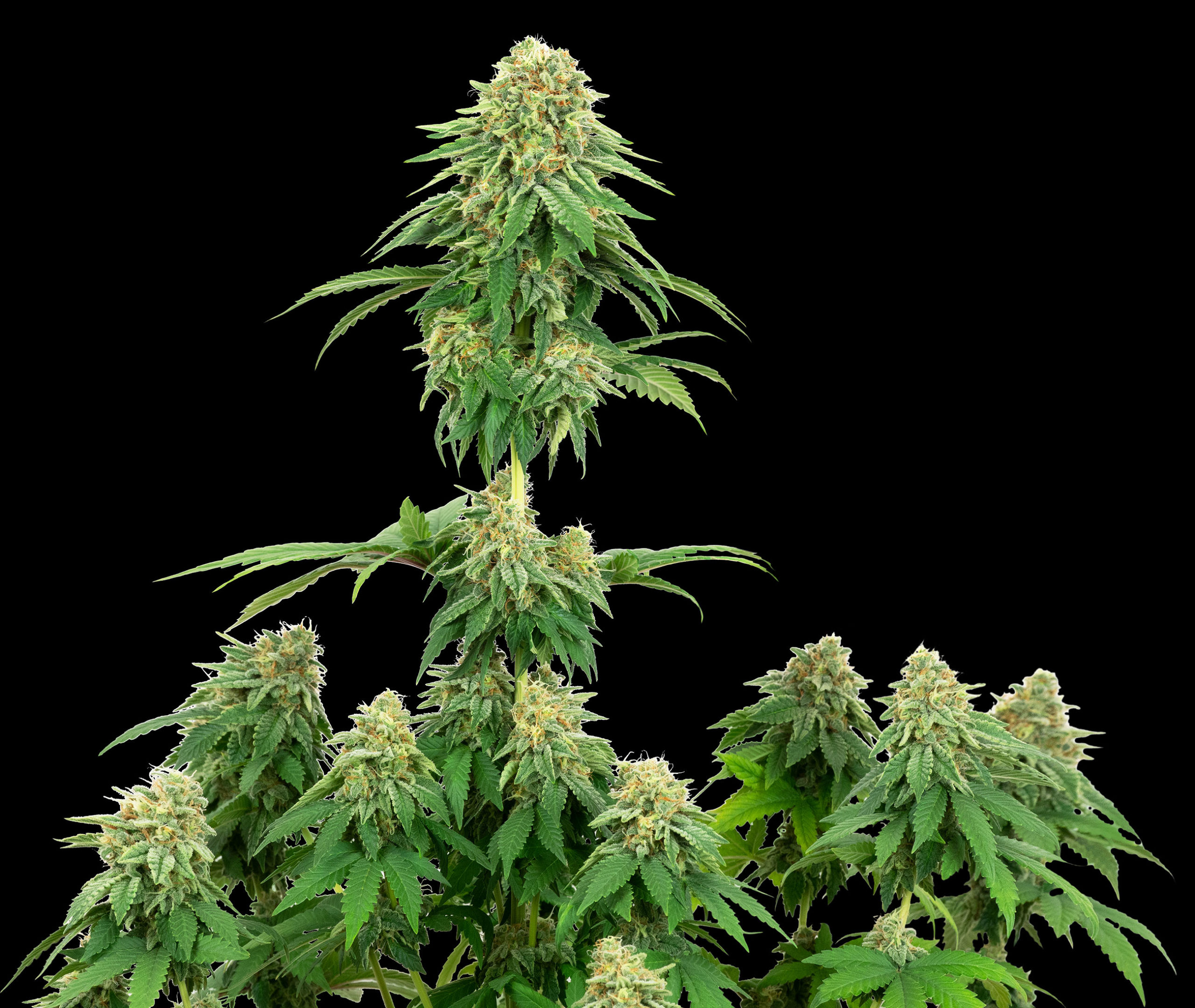 Girl Scout Cookies Cannabis Flower tegen de zwarte achtergrond