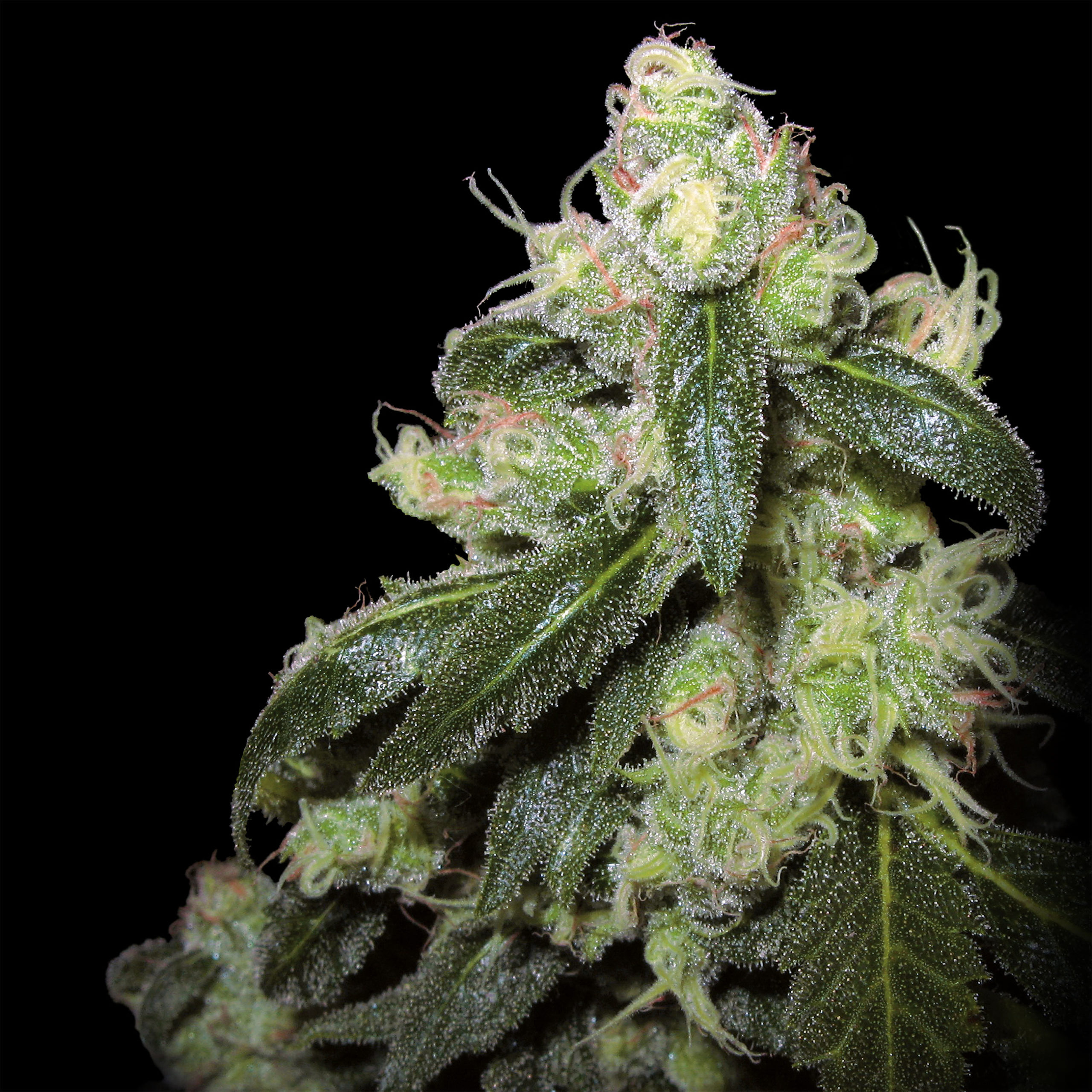 Super skunk fleur de cannabis sur le fond noir