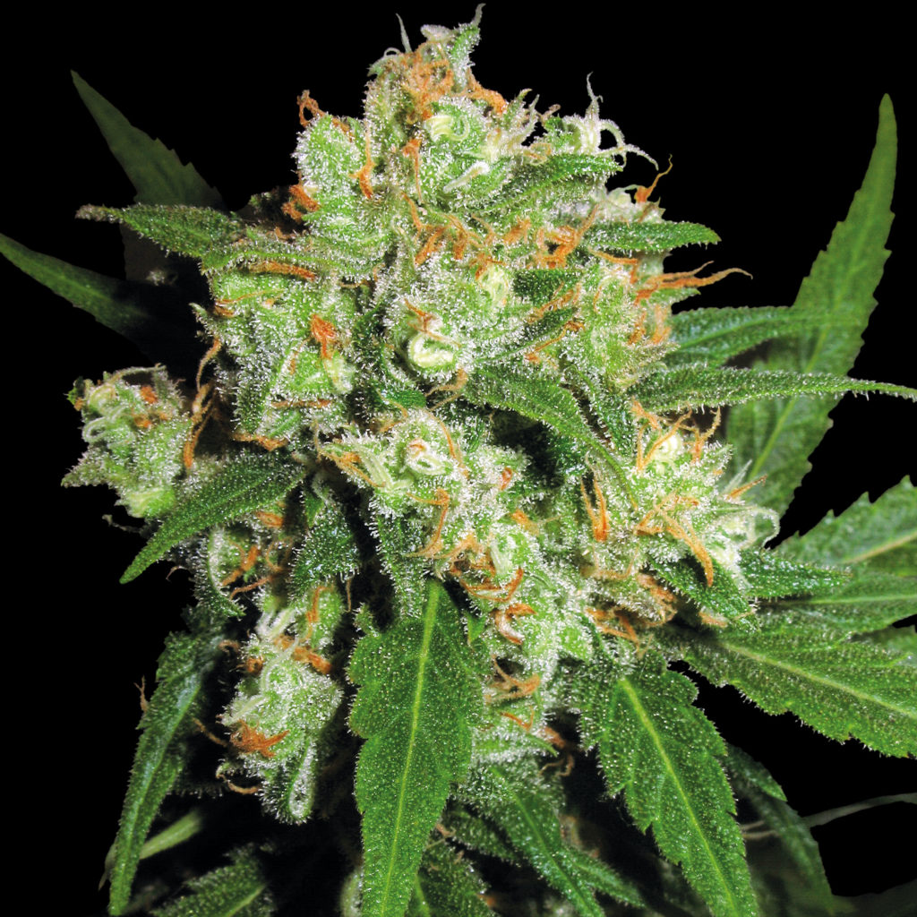 Sensi Skunk Flower de cannabis con pistilas de naranja contra el fondo negro