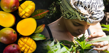 A woman smelling cannabis a cannabis plant and a mango cut in half beside