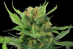 California Indica Regular cannabis flower against the black background