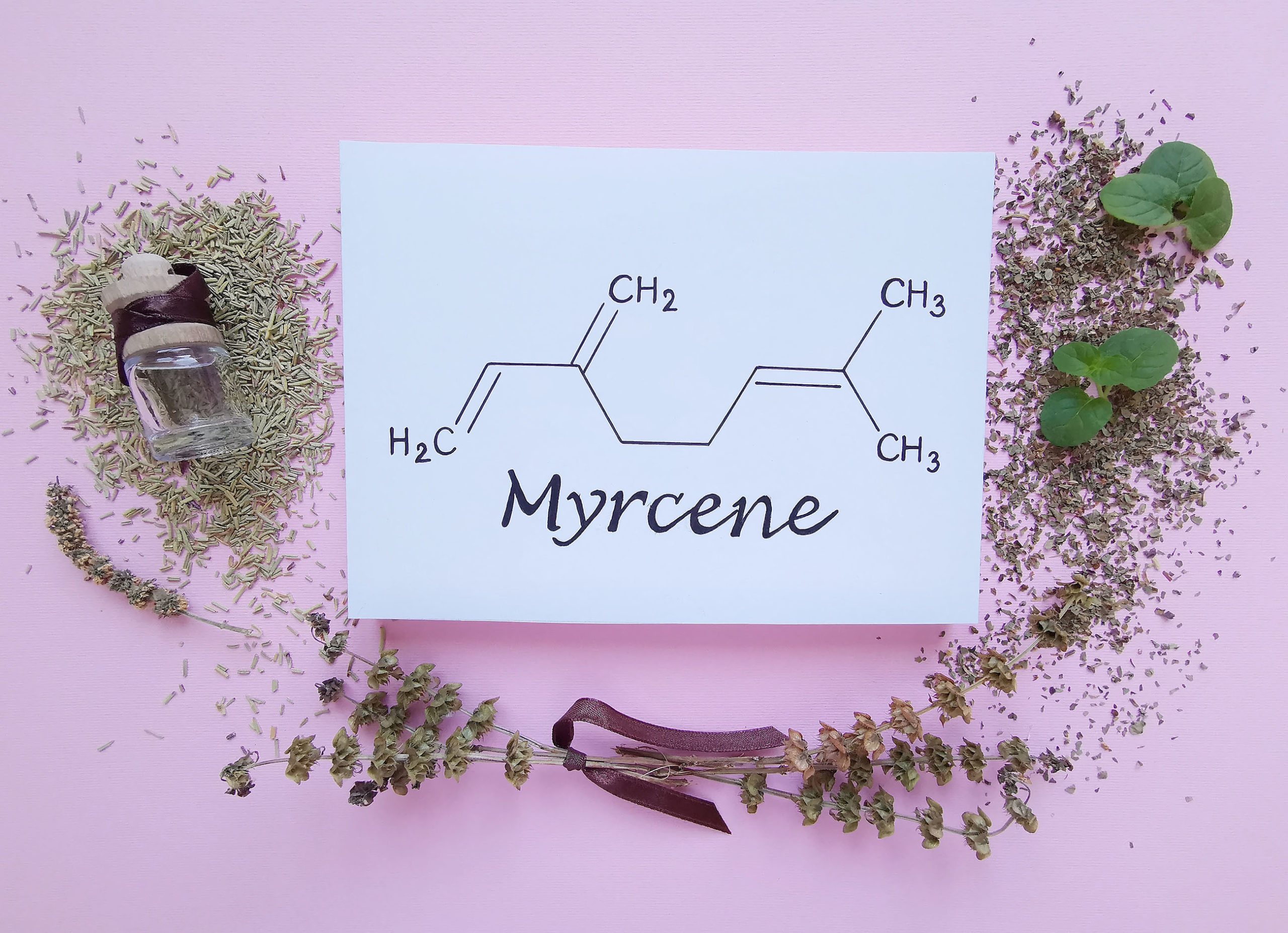 Une formule chimique du myrcène et des herbes séchées sur une surface rose