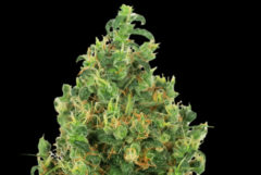 Big Bud regular cannabis flower against the black background