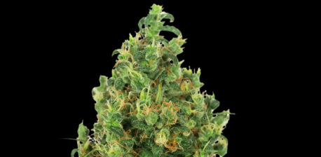 Big Bud regular cannabis flower against the black background