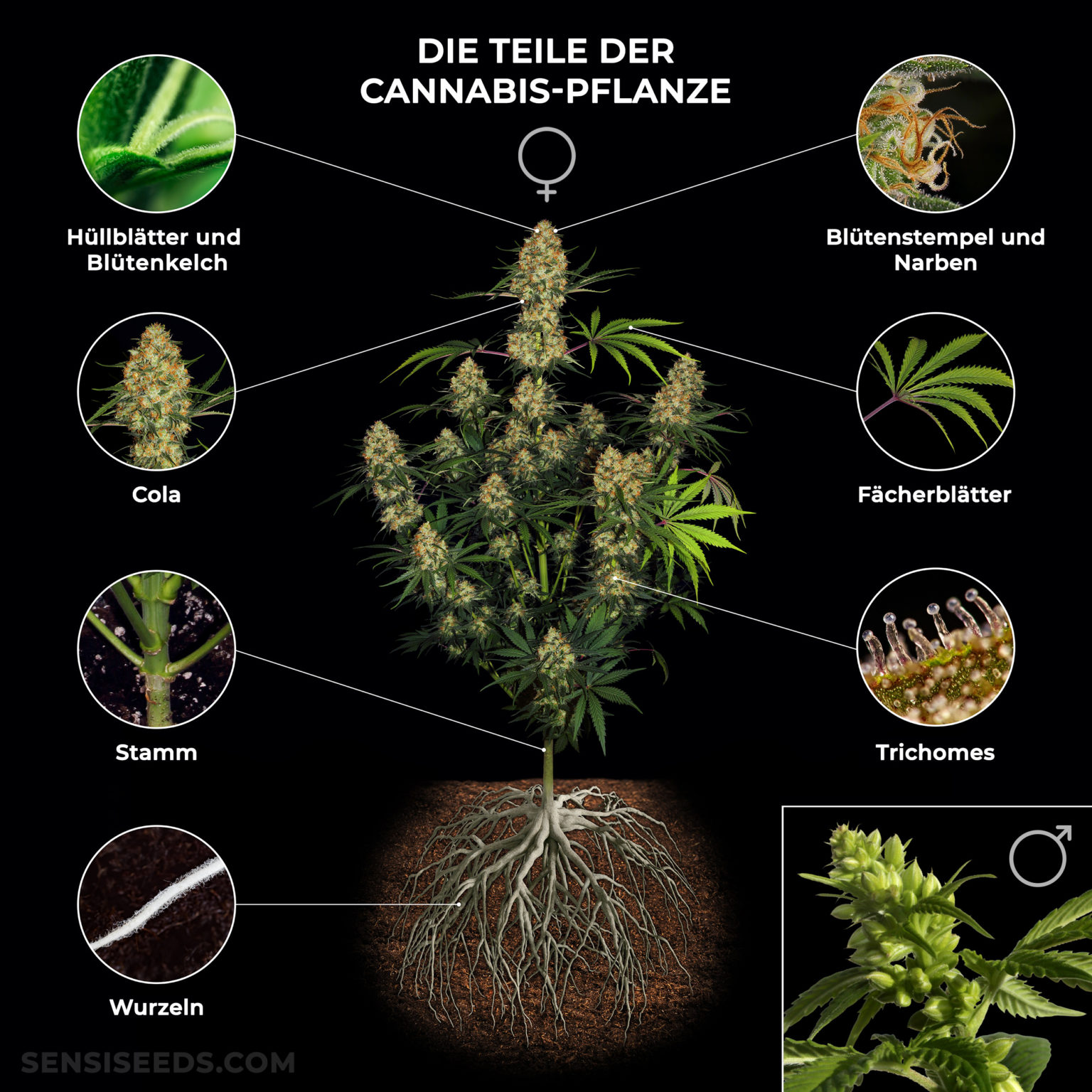 Teile Der Cannabis-Pflanze: Von Der Wurzel Bis Zum Stempel - Sensi Seeds