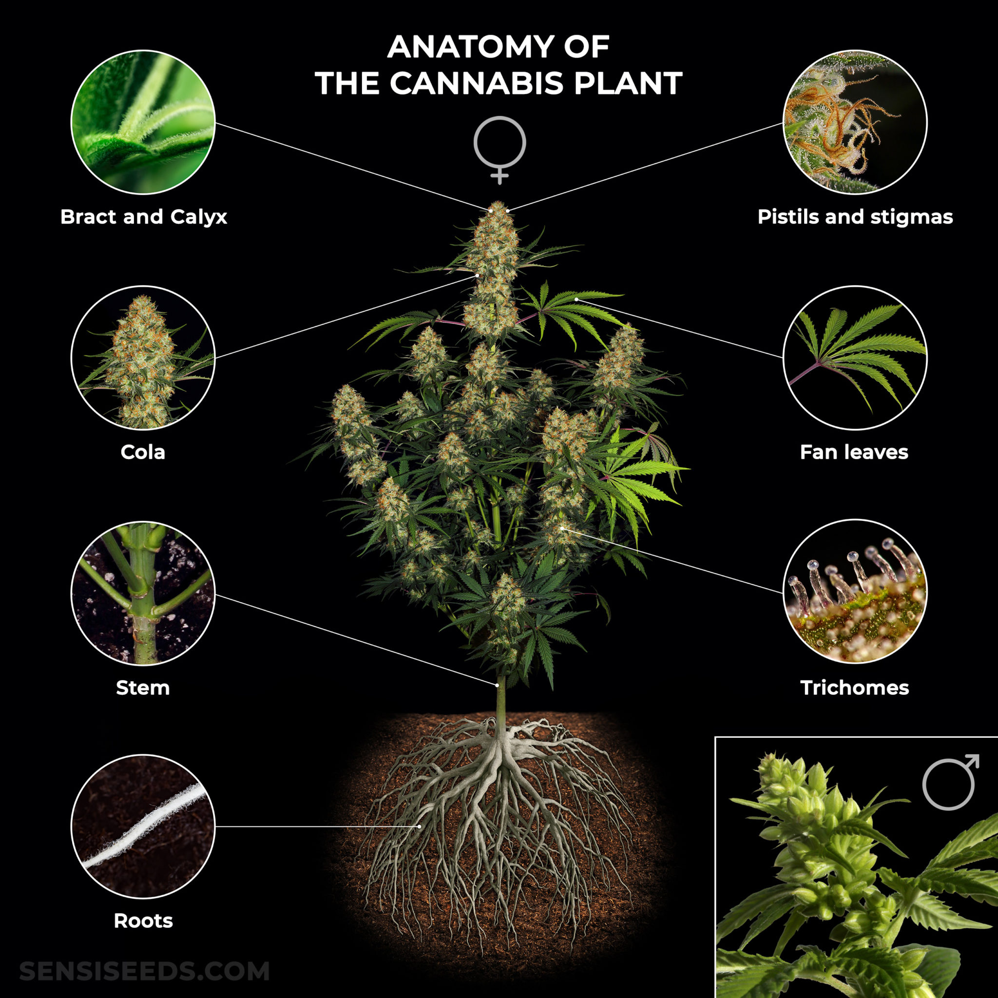 Anatomy Of The Cannabis Plant From Roots To Pistils Sensi Seeds 6868