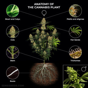 Anatomy of the Cannabis Plant: From Roots to Pistils - Sensi Seeds