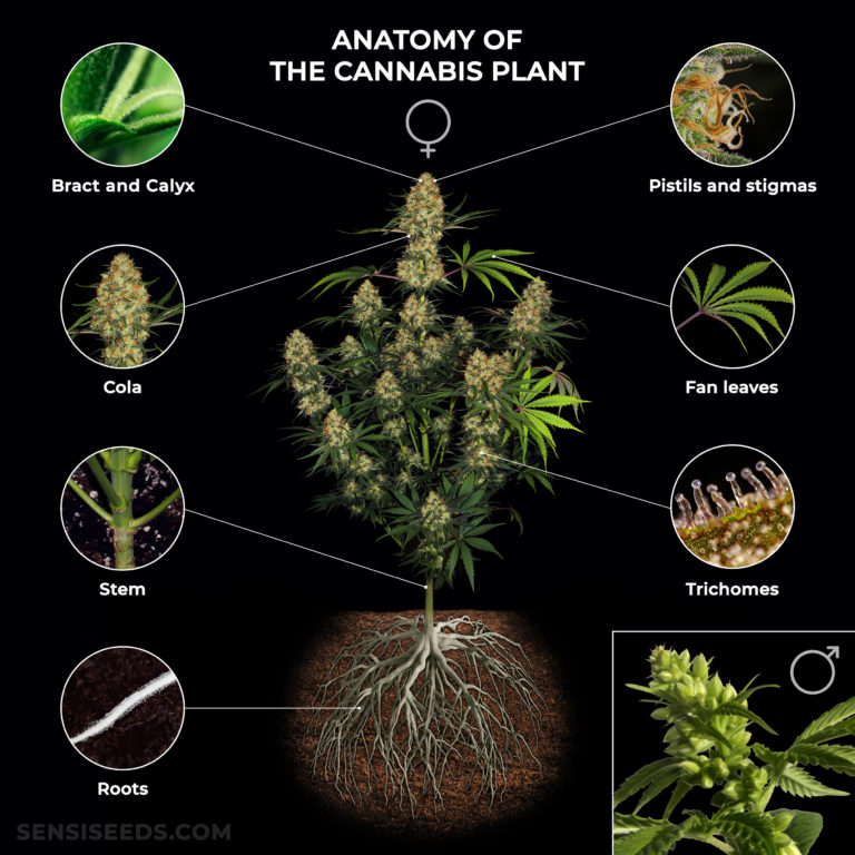 Anatomy of the Cannabis Plant: From Roots to Pistils - Sensi Seeds