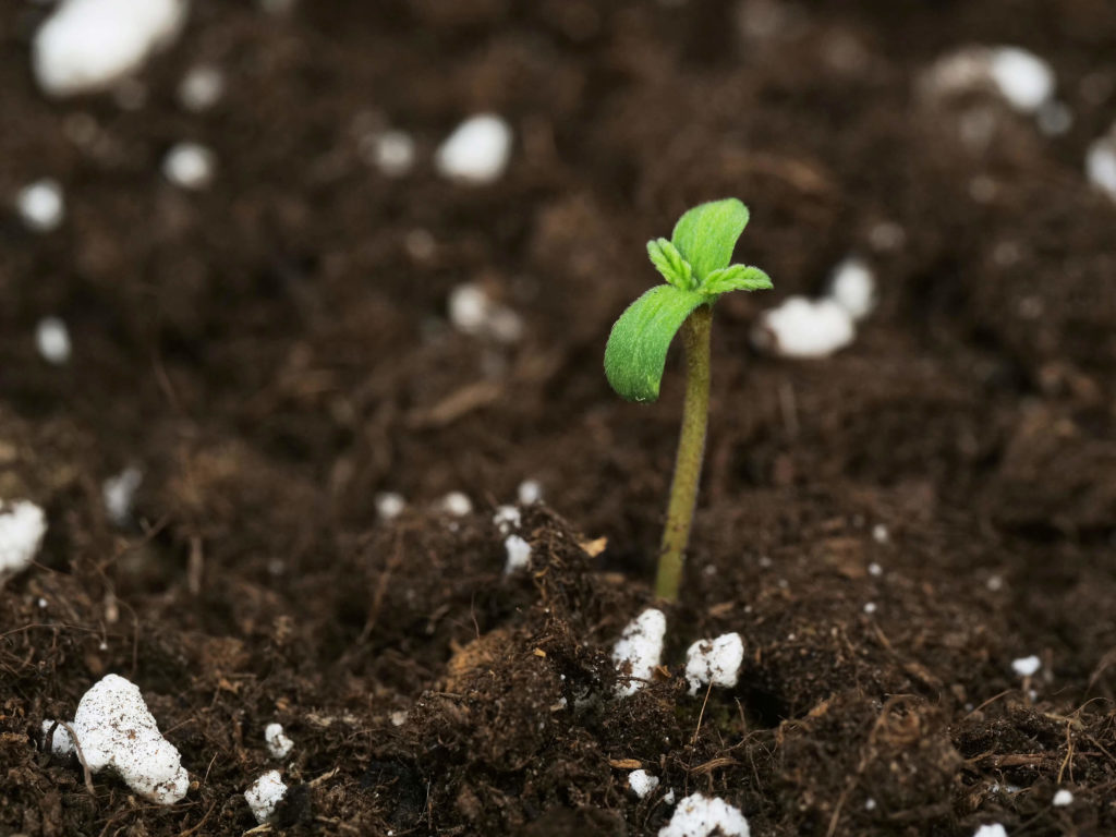 Gran brote plántulas de cannabis regulares que crecen en el suelo