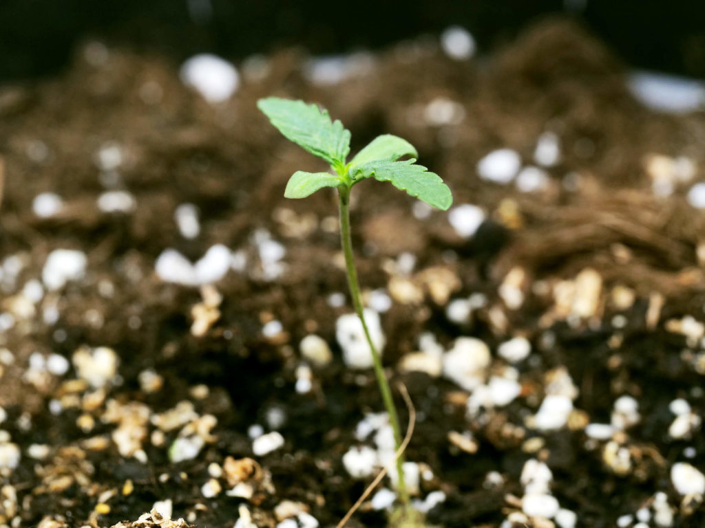 Plántulas de cannabis de gran brote que crecen en el suelo