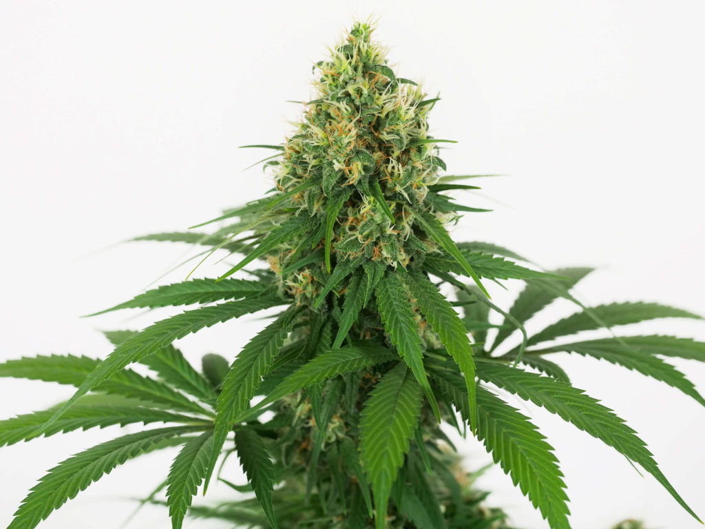 Big Bud Cannabis Searto en la Semana 14 contra el fondo blanco