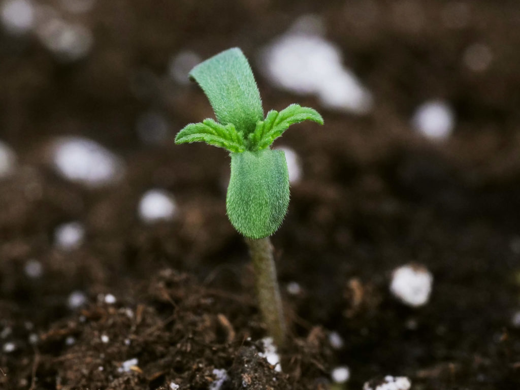 Plántulas de cannabis automáticas sensi skunk que crecen en el suelo