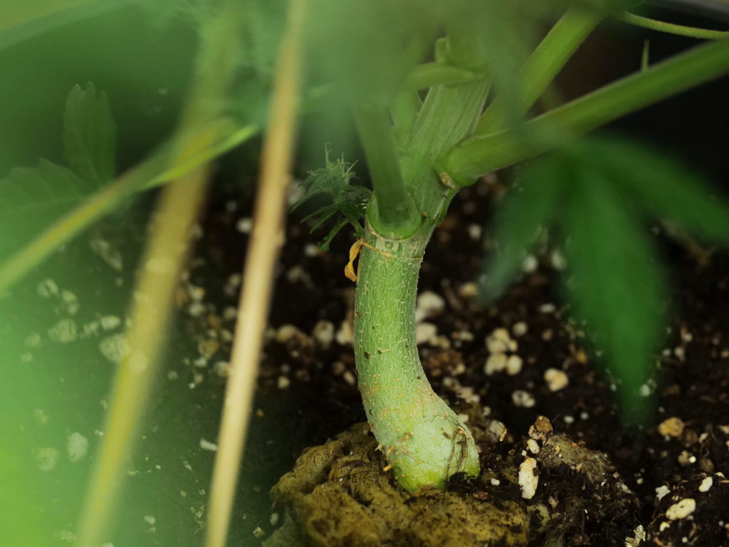 Sensi skunk cannabis principal tallo en la semana 12 contra el fondo blanco