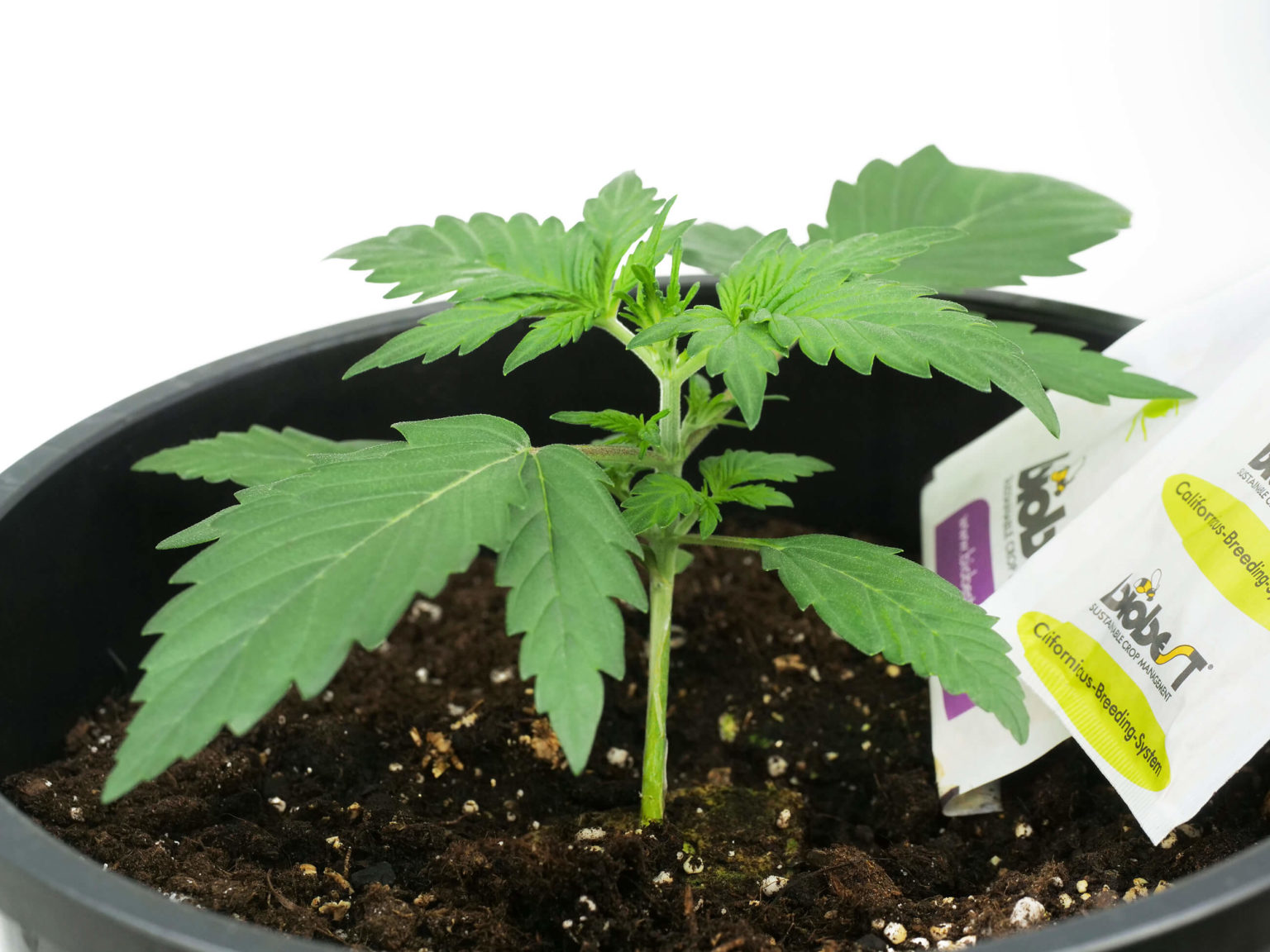 Informe De Cultivo De Sensi Skunk Autofloreciente (interior) - Sensi Seeds