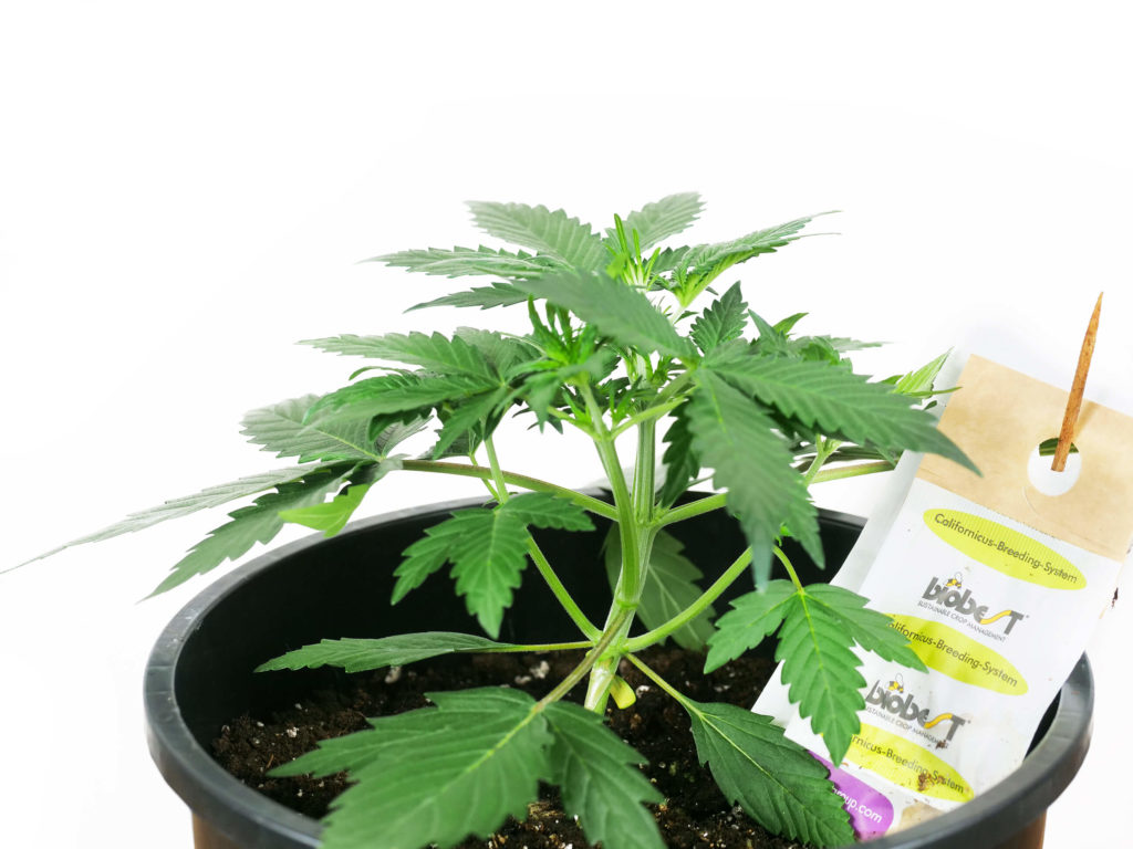 Planta de cannabis de Sensi Skunk en la semana 4 que crece en la maceta negra contra el fondo blanco