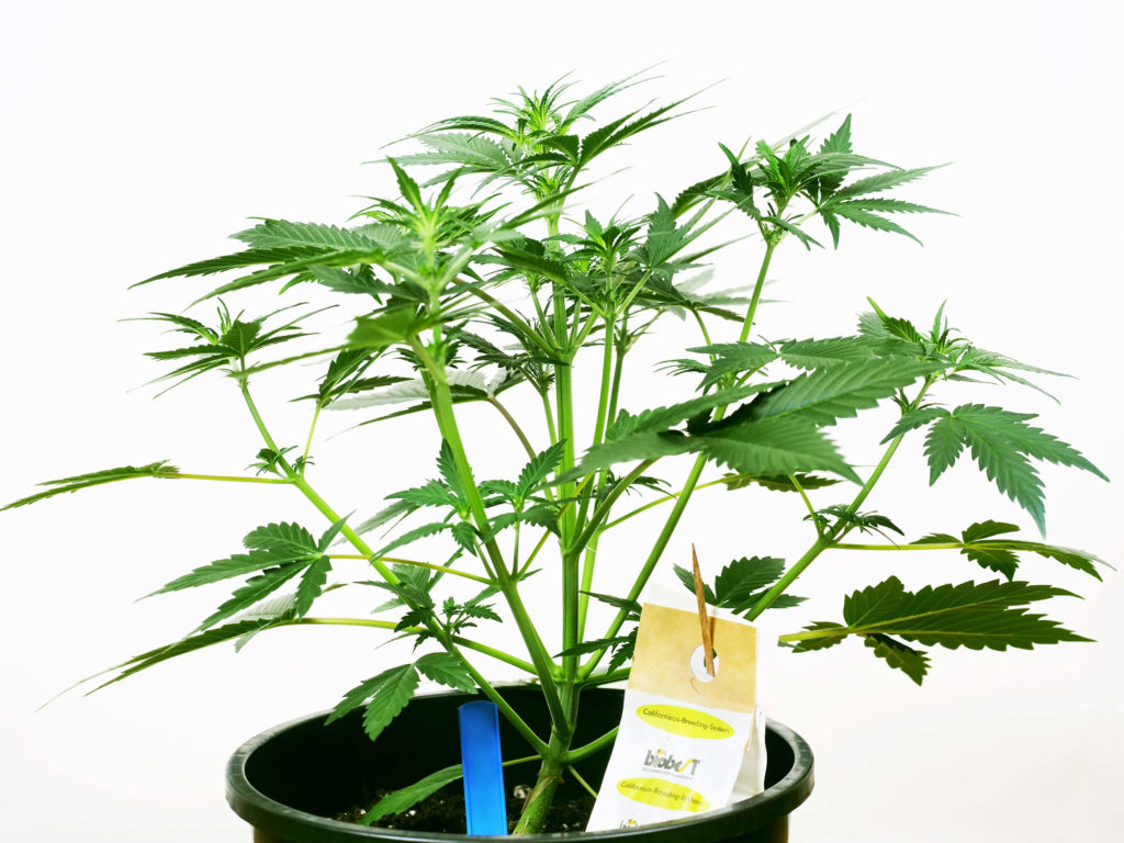 Planta de cannabis de Sensi Skunk en la Semana 5 que crece en la maceta negra contra el fondo blanco