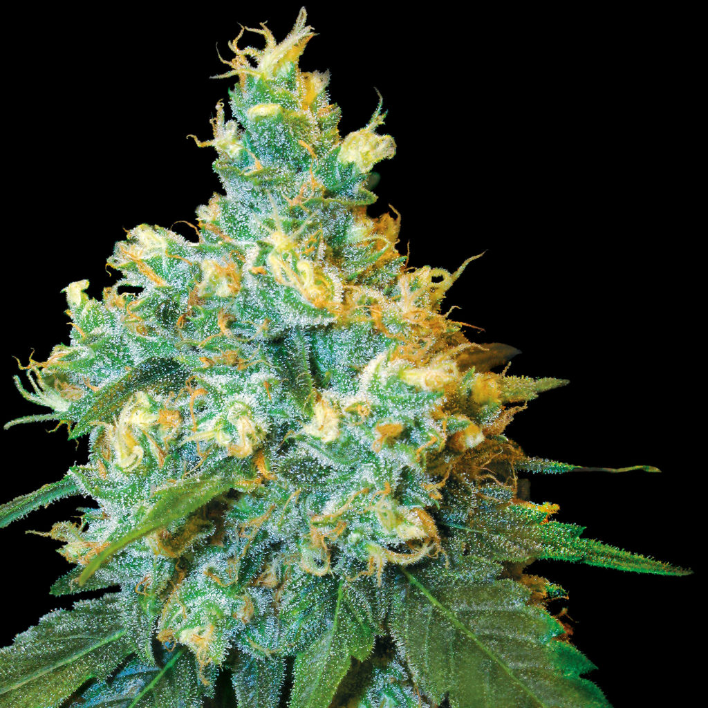 Jack Herer cannabis flower against the black background