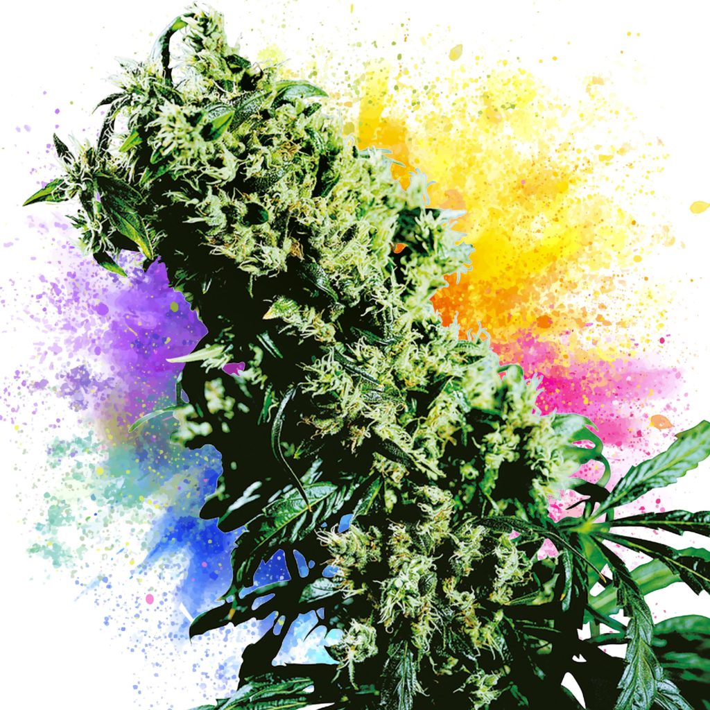 11 Best Cannabis Strains For Creativity - Sensi Seeds