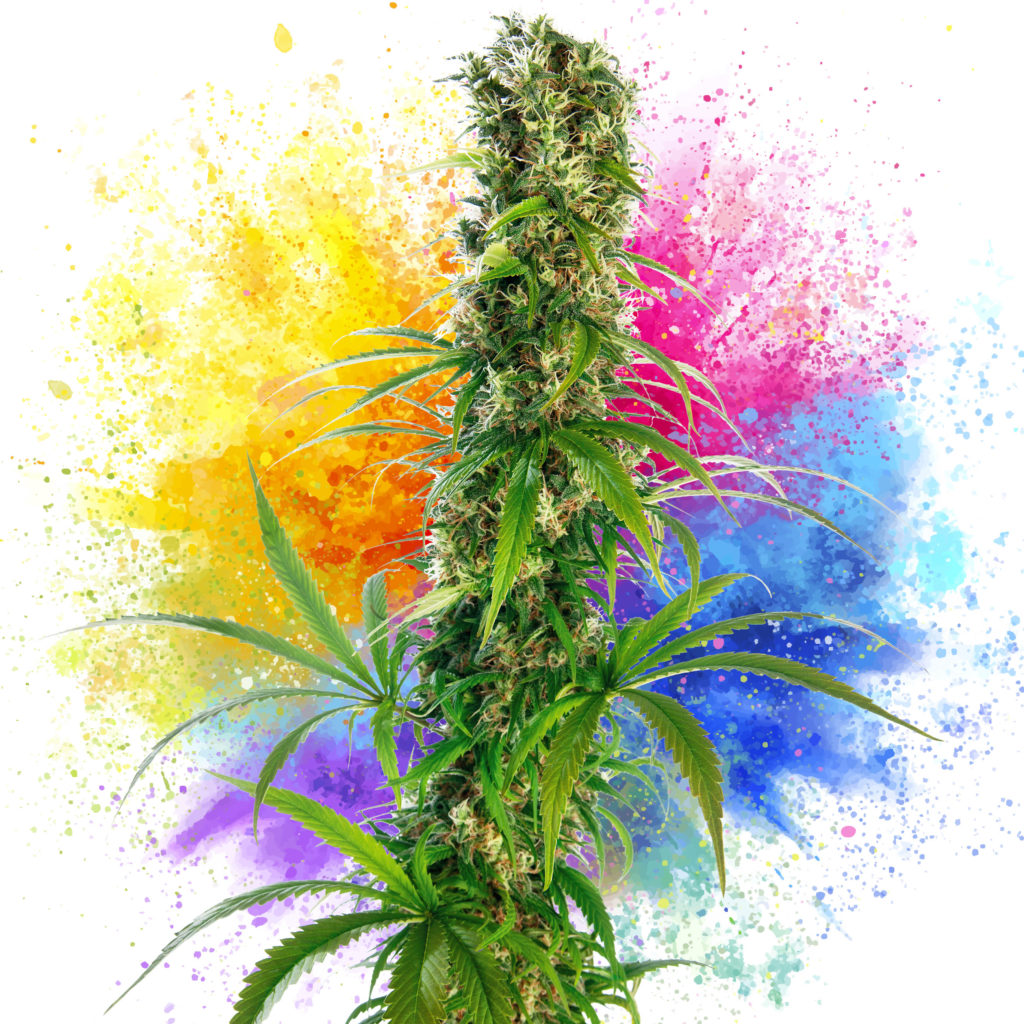 11 Best Cannabis Strains For Creativity - Sensi Seeds