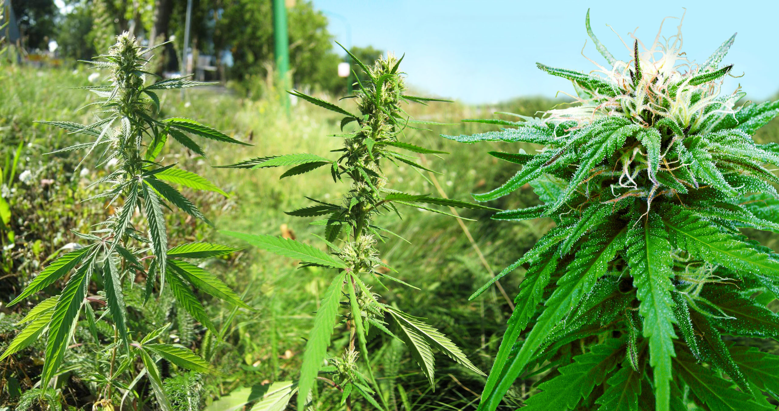 Rudalialis indica cannabisplanten groeien buiten in een veld