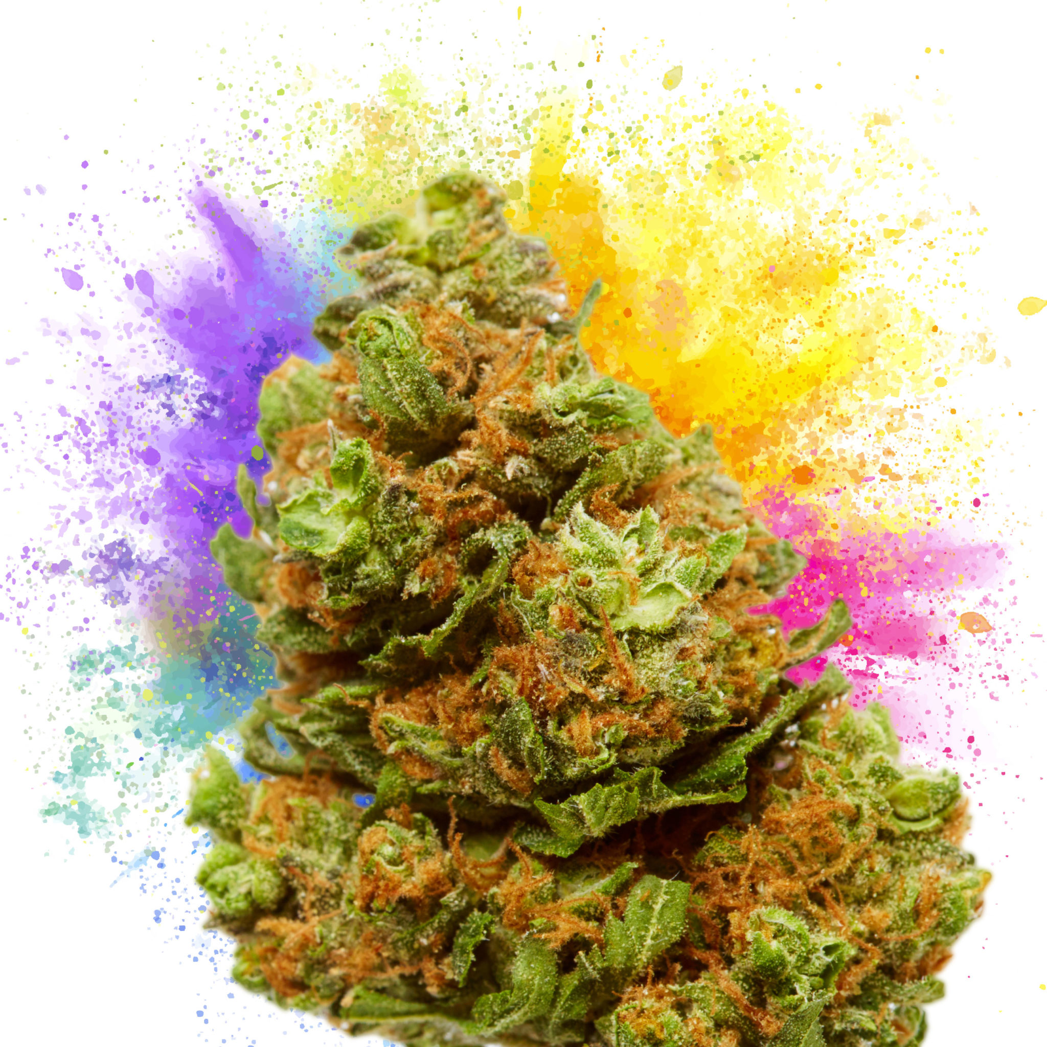 Lmfao Strain - nriqbxd