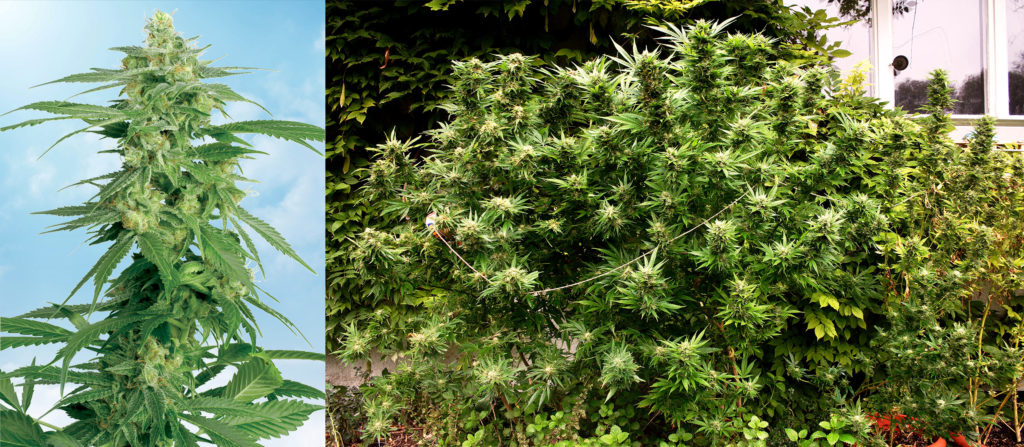 9 Best Strains For Outdoor Cultivation - Sensi Seeds