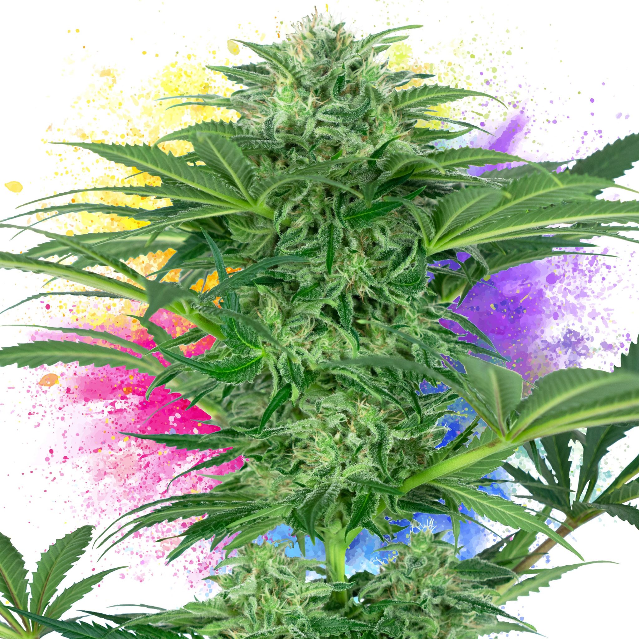 11 Best Cannabis Strains For Creativity - Sensi Seeds