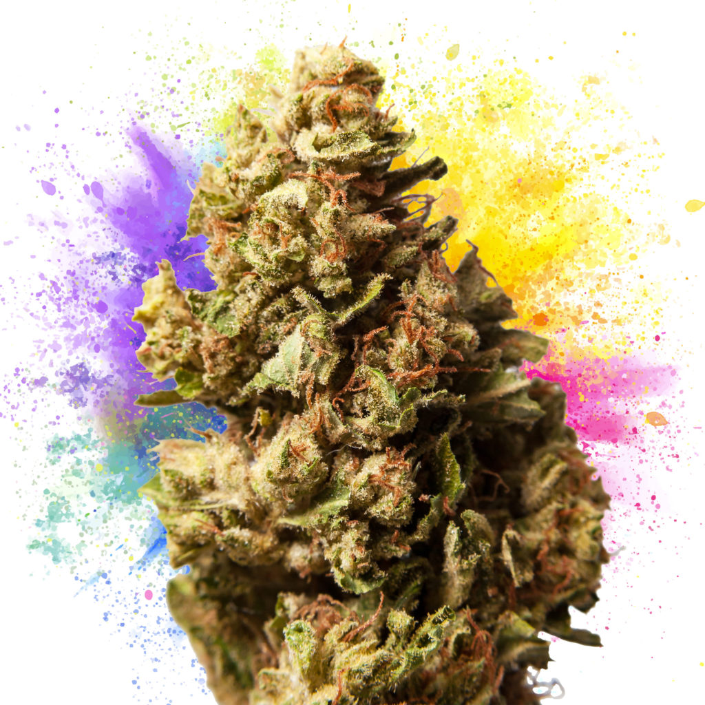 11 Best Cannabis Strains For Creativity - Sensi Seeds