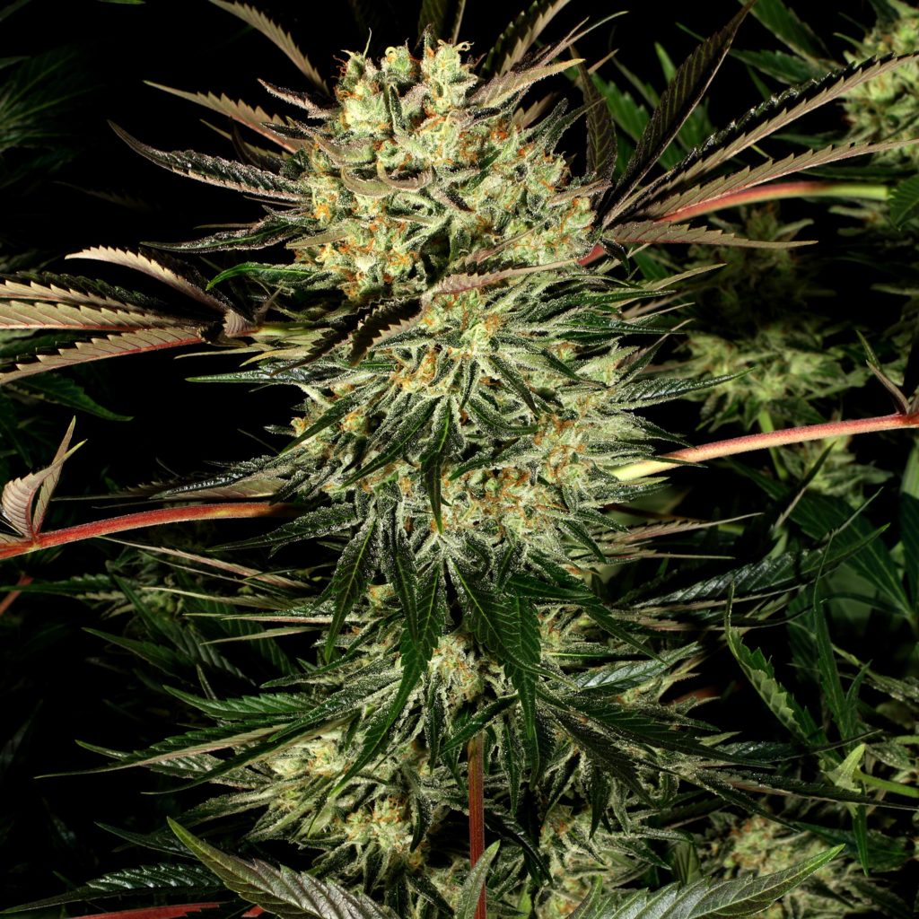 Pure Power Plant cannabis flower close-up and cannabis plants in the background