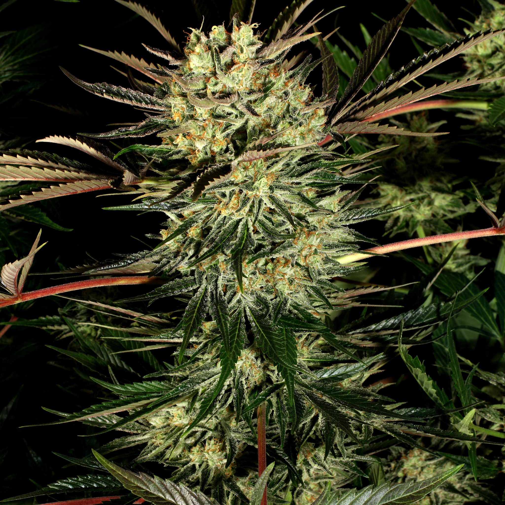 9 Best Hybrid Strains Sensi Seeds