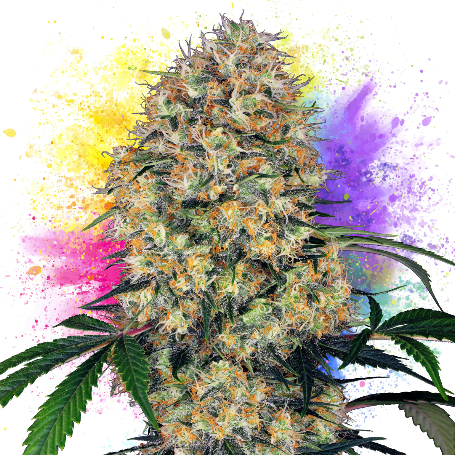 11 Best Cannabis Strains For Creativity - Sensi Seeds