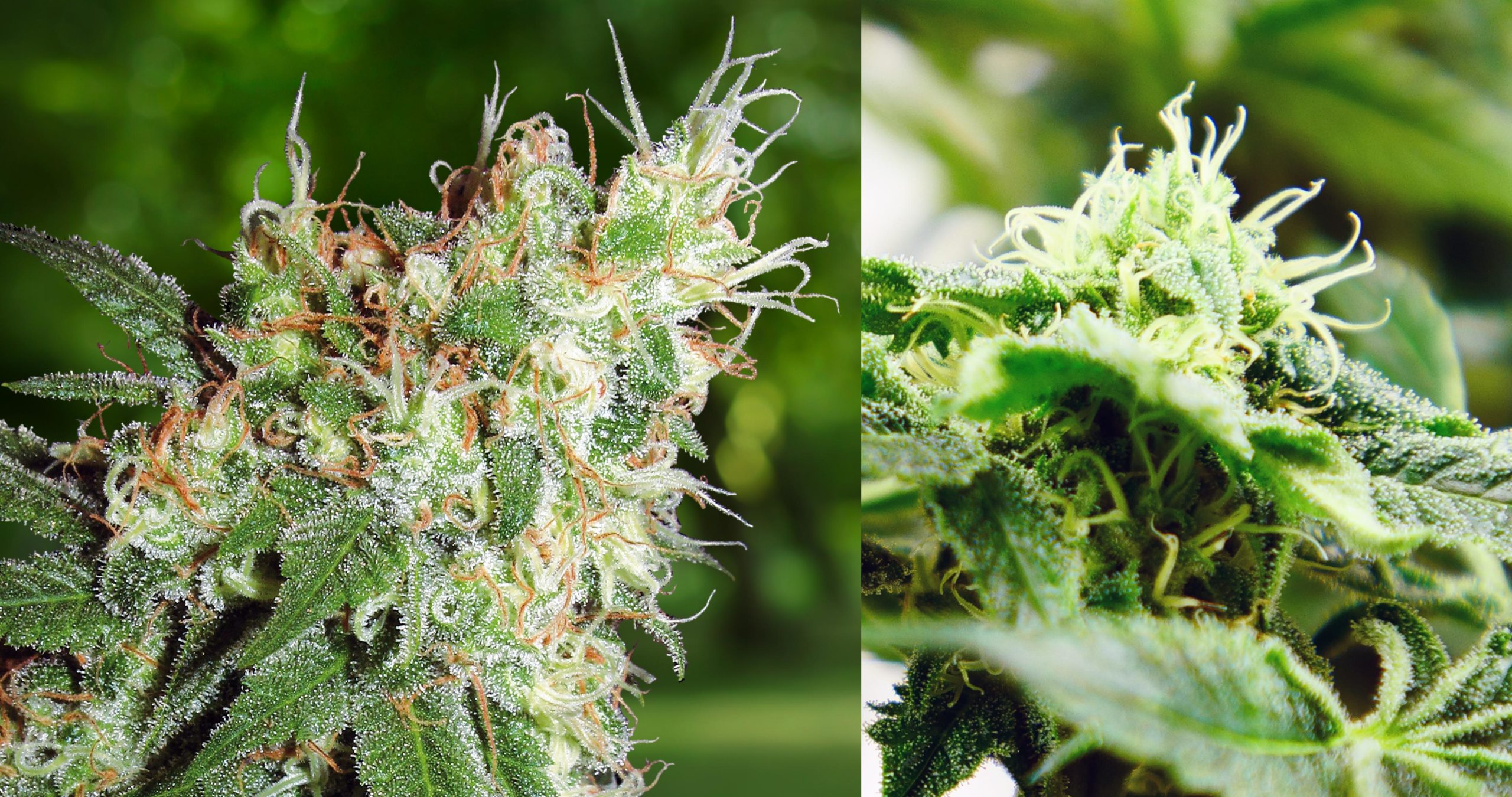 Close-up van twee stinkdier #1 cannabisbloemen