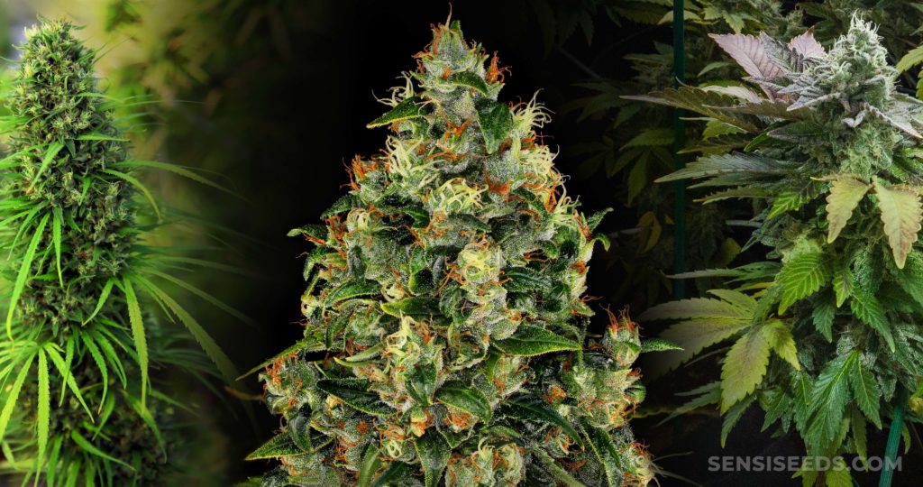 Close-up of cannabis flower and cannabis plants in the background