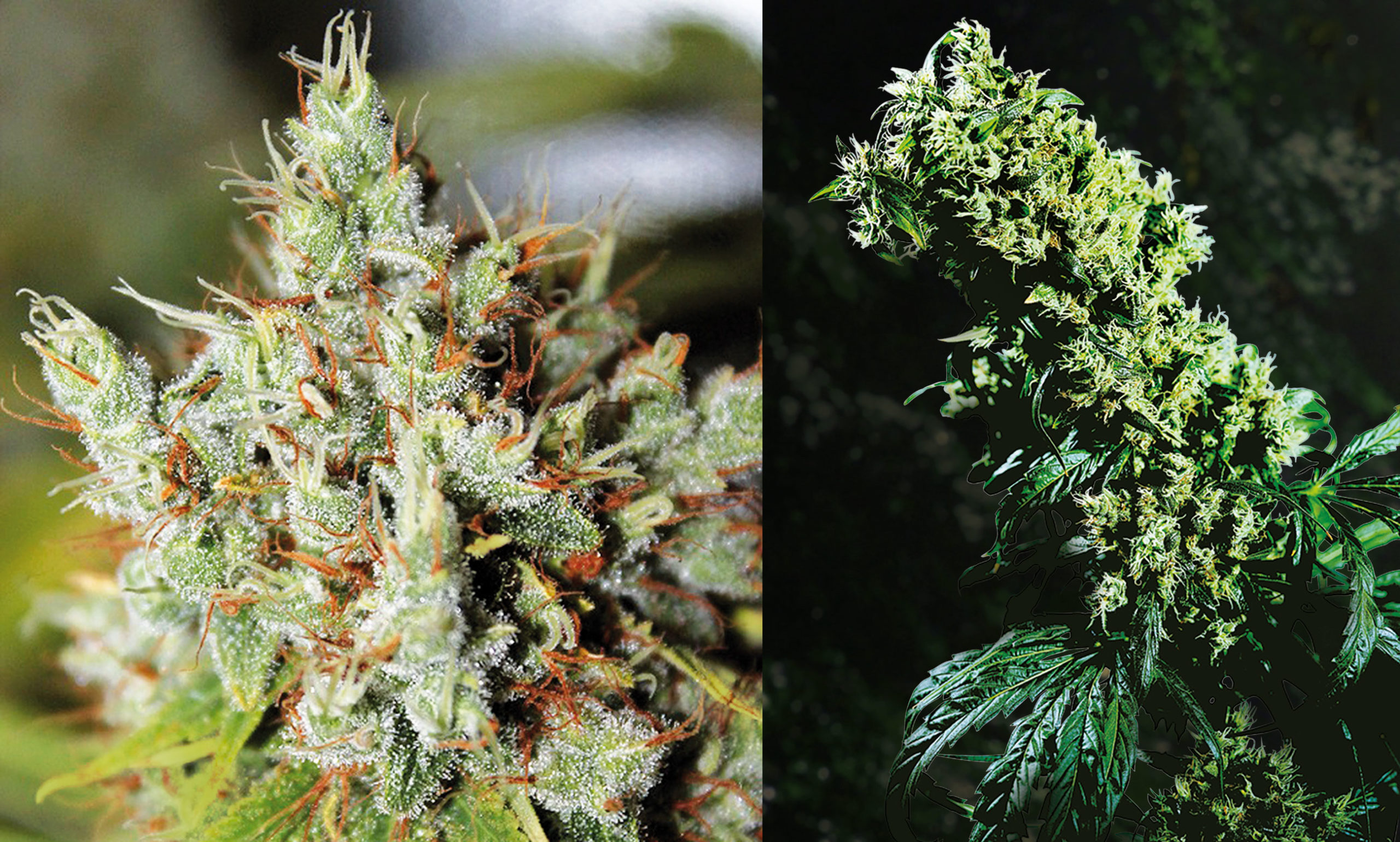 Close-up van Northern Lights #5 X Haze Cannabis Flowers and Northern Lights #5 X Haze Bud