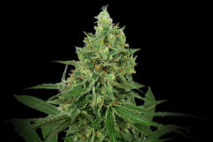 Master Kush feminized cannabis flower against the black background