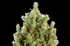 Super Skunk automatic cannabis flower against the black background