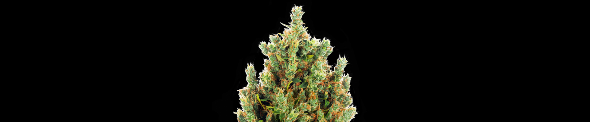 Super Skunk Automatic Cannabis Fleur sur le fond noir