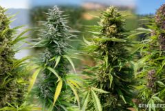 Growing cannabis outdoors: pots or open soil? - Sensi Seeds